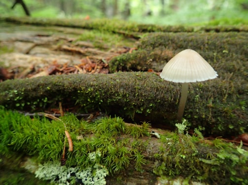 A small, delicate mushroom with a pale beige cap grows amid lush green moss on a tree trunk. The surrounding forest environment provides a natural and serene backdrop.