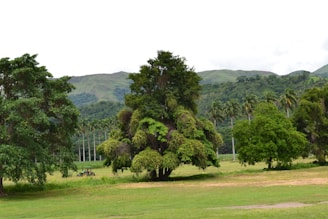 A scenic landscape with lush green trees, grassy fields, and mountains in the background. A tractor can be seen amidst the trees, indicating an agricultural area.
