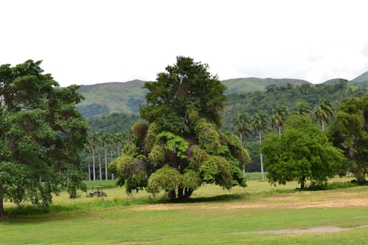 A scenic landscape with lush green trees, grassy fields, and mountains in the background. A tractor can be seen amidst the trees, indicating an agricultural area.
