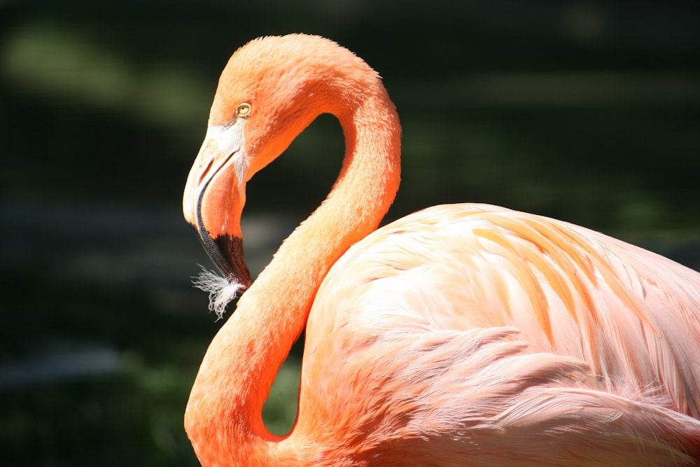 pink flamingo closeup photography