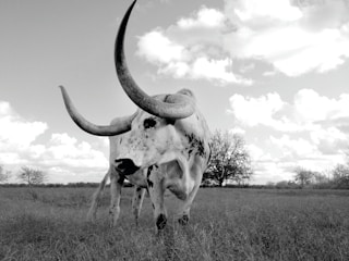 A large longhorn cow stands prominently in a grassy field. The animal's long, curved horns extend upwards, and its body features distinctive black and white markings. The background displays a vast rural landscape with some trees and a partly cloudy sky, giving a sense of openness and tranquility.