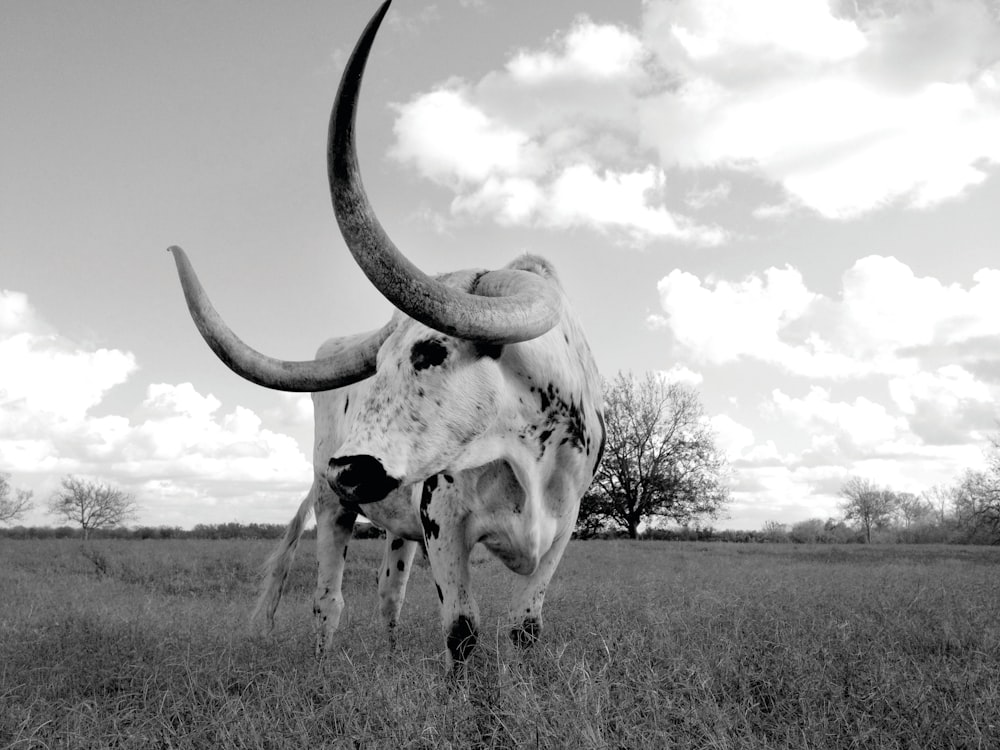 greyscale photo of cow on grass field