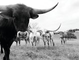 A herd of longhorn cattle standing in a grassy field. The cows are prominently featured with their large, curved horns. There are trees and a distant building in the background under an overcast sky.