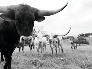 A herd of longhorn cattle standing in a grassy field. The cows are prominently featured with their large, curved horns. There are trees and a distant building in the background under an overcast sky.