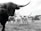 A herd of longhorn cattle standing in a grassy field. The cows are prominently featured with their large, curved horns. There are trees and a distant building in the background under an overcast sky.