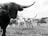 A herd of longhorn cattle standing in a grassy field. The cows are prominently featured with their large, curved horns. There are trees and a distant building in the background under an overcast sky.
