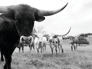 A herd of longhorn cattle standing in a grassy field. The cows are prominently featured with their large, curved horns. There are trees and a distant building in the background under an overcast sky.