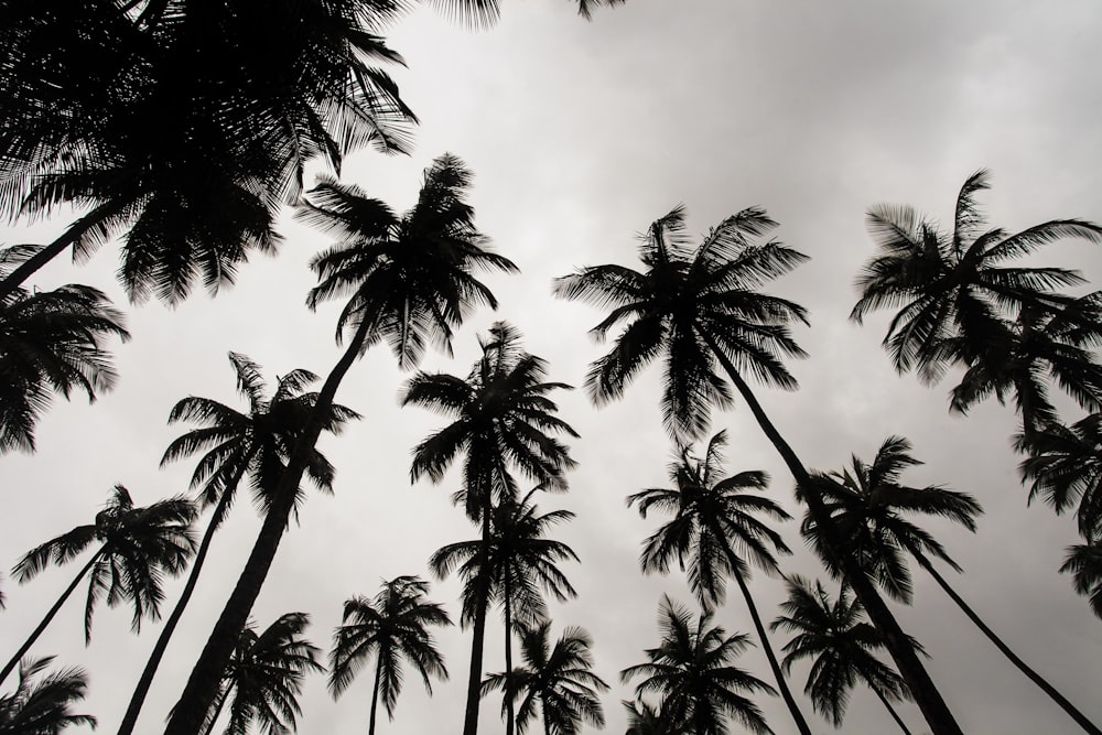 낮 동안 코코넛 나무의 낮은 각도 사진