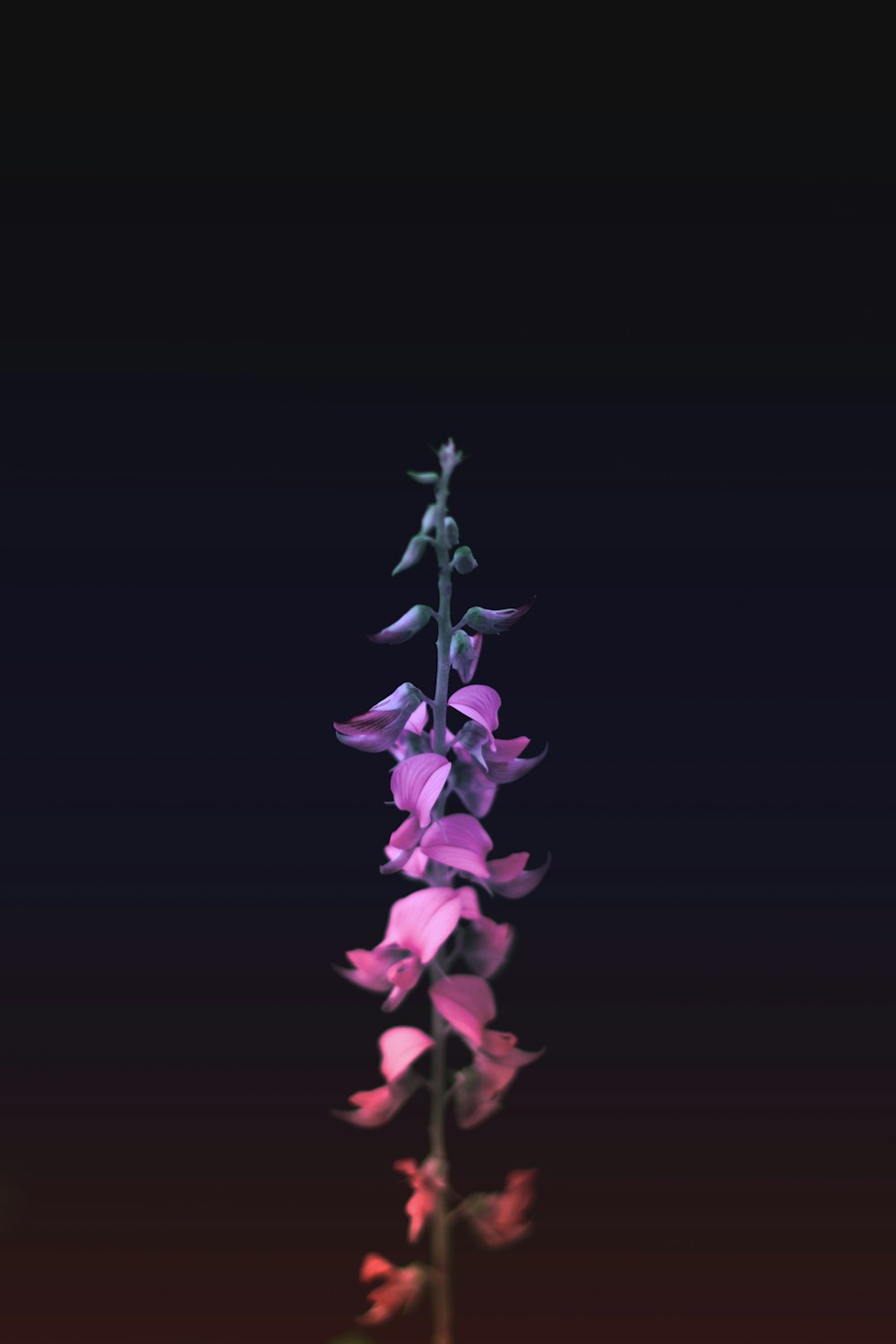 fotografia de foco seletivo de flor de pétala roxa