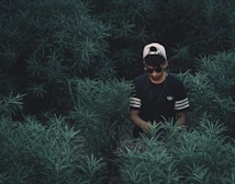 A person wearing a cap and sunglasses is partially obscured by tall, green plants, creating a sense of seclusion or hiding.