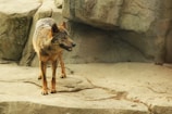A lone wolf standing on a rocky outcrop overlooking a vast wilderness.