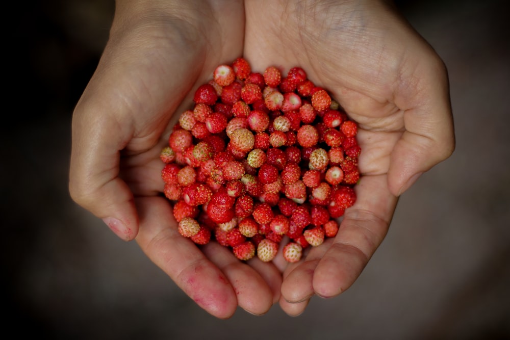 close-up photo of person holding red fruits