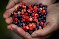 Close-up of hands holding a handful of vibrant, organic berries used in our products.