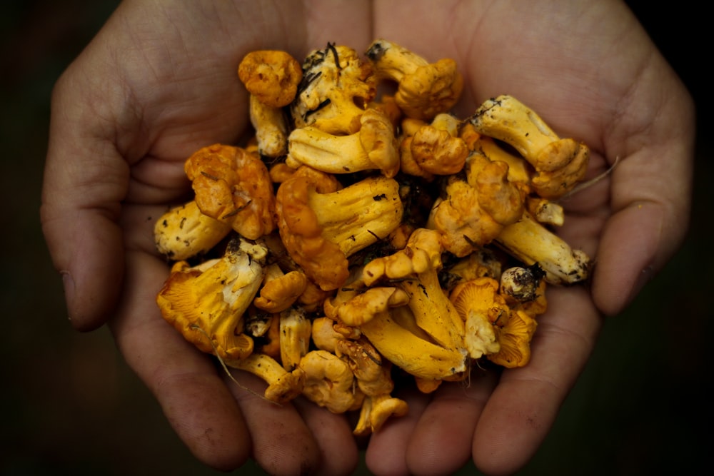 person holding lot of mushroom