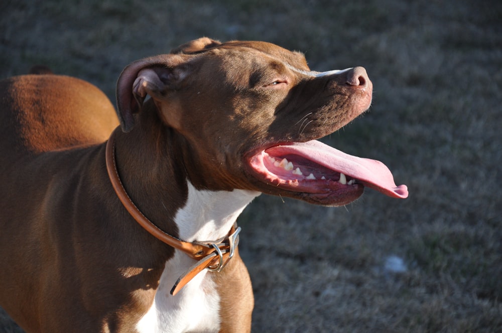 Pitbull Terrier marrón y blanco