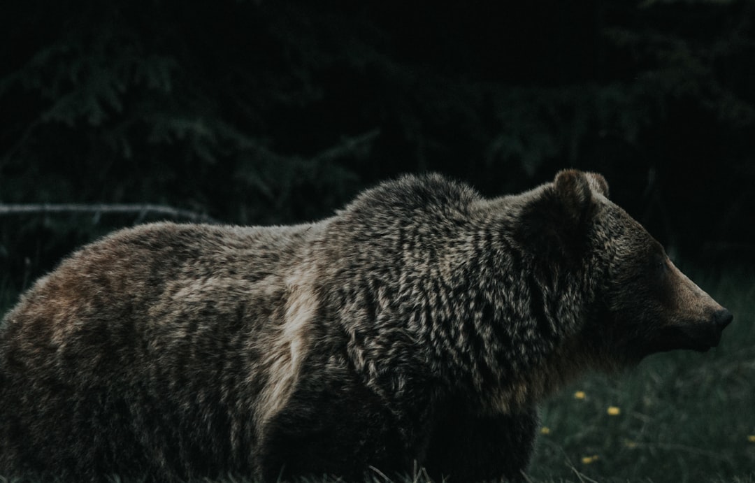 Wildlife photo spot Banff Golden