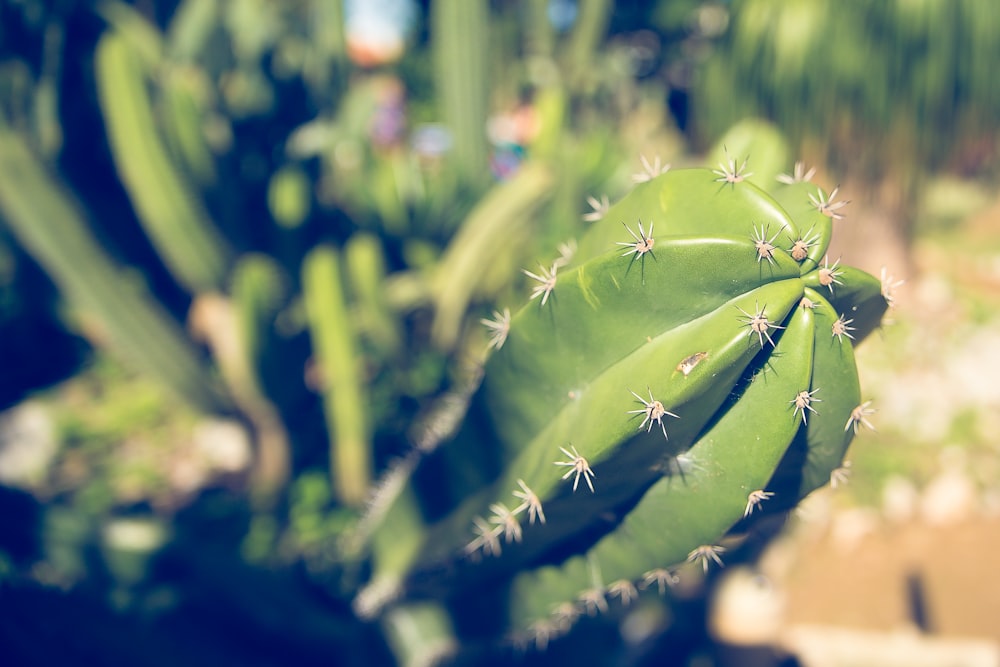 selective focus photography of green cactus