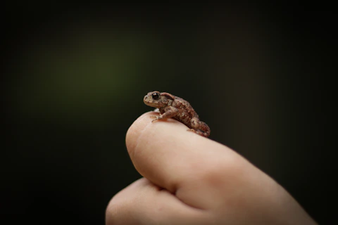 Stock image of a baby toad.