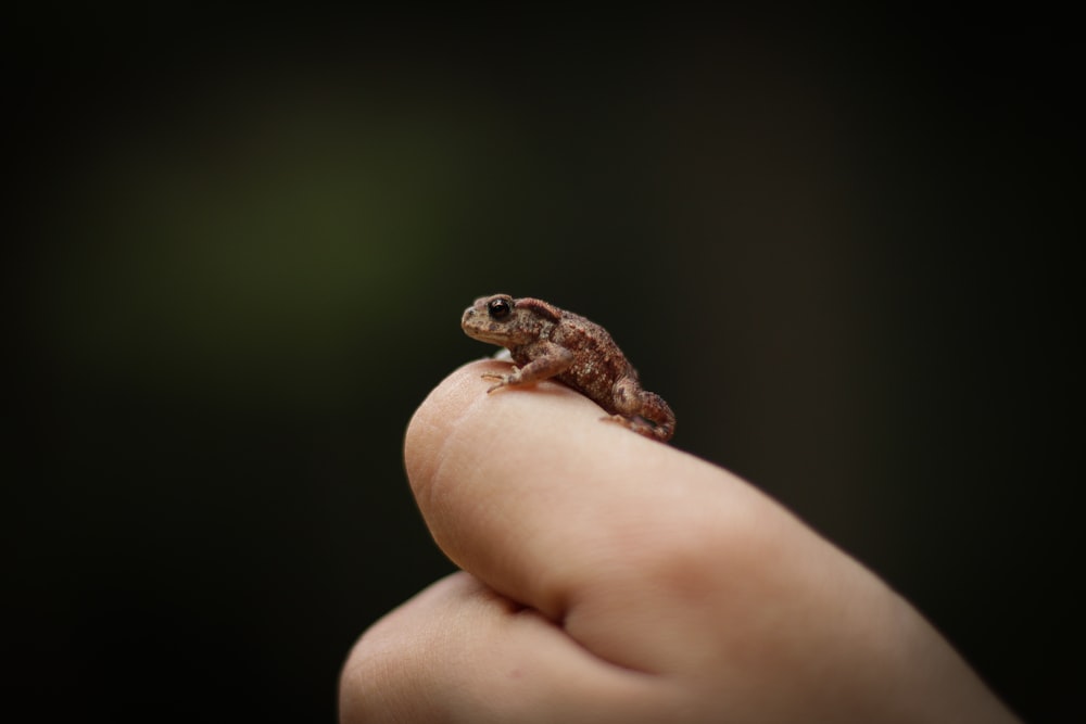 Fotografía de enfoque selectivo de una persona manipulando un sapo marrón