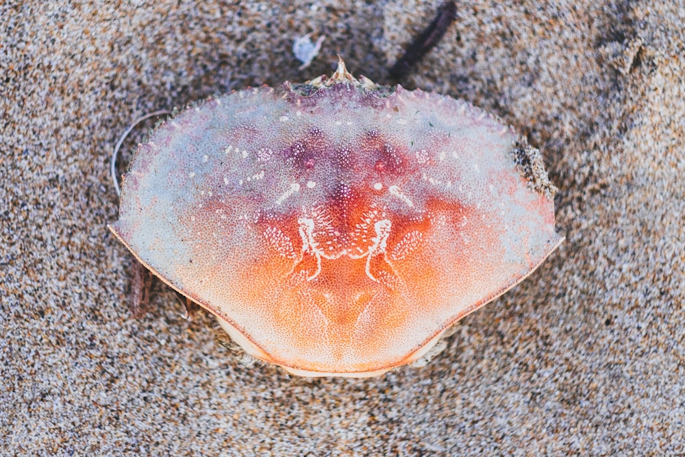 orangefarbene Krabbe auf braunem Sand