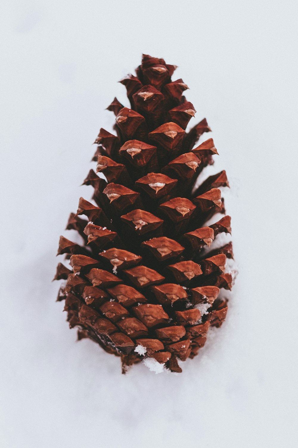 Photographie en gros plan d’une pomme de pin brune sur la neige