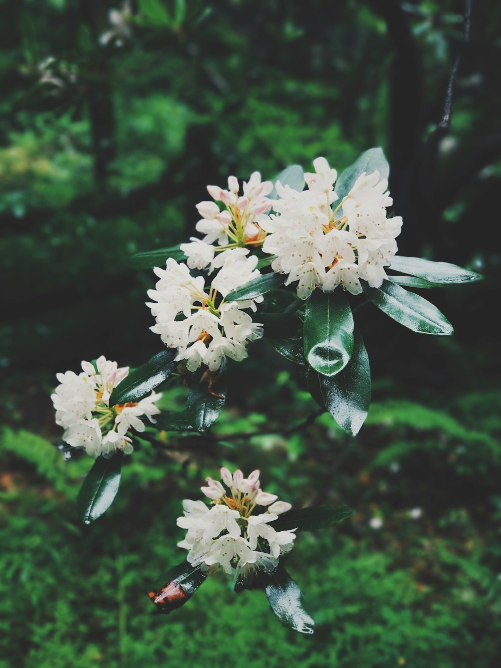bokeh photography of white flowers