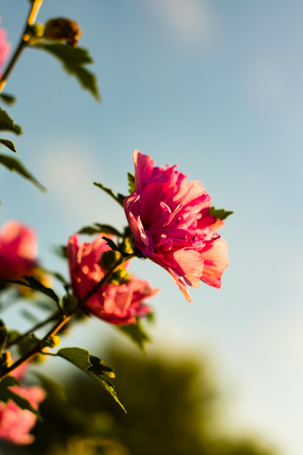 selective focus photo of pink hibiscus flower