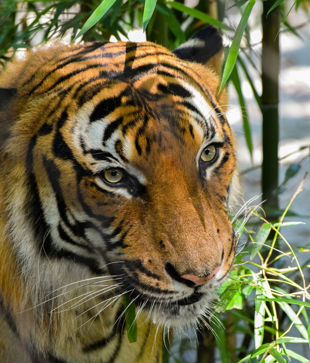 brown and black tiger in closeup photo