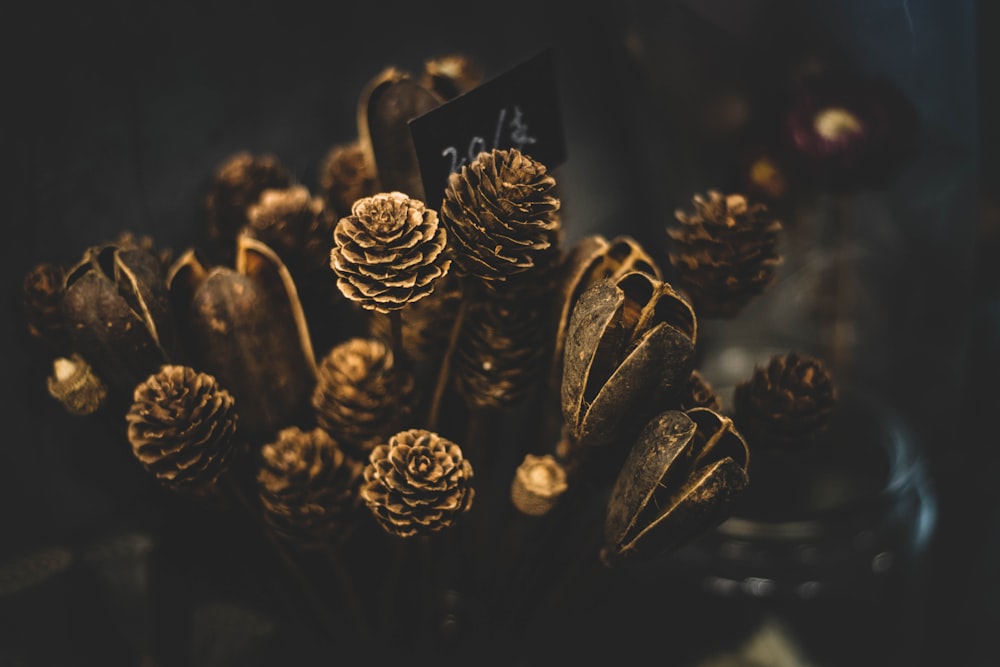 macro photo of pinecone plant