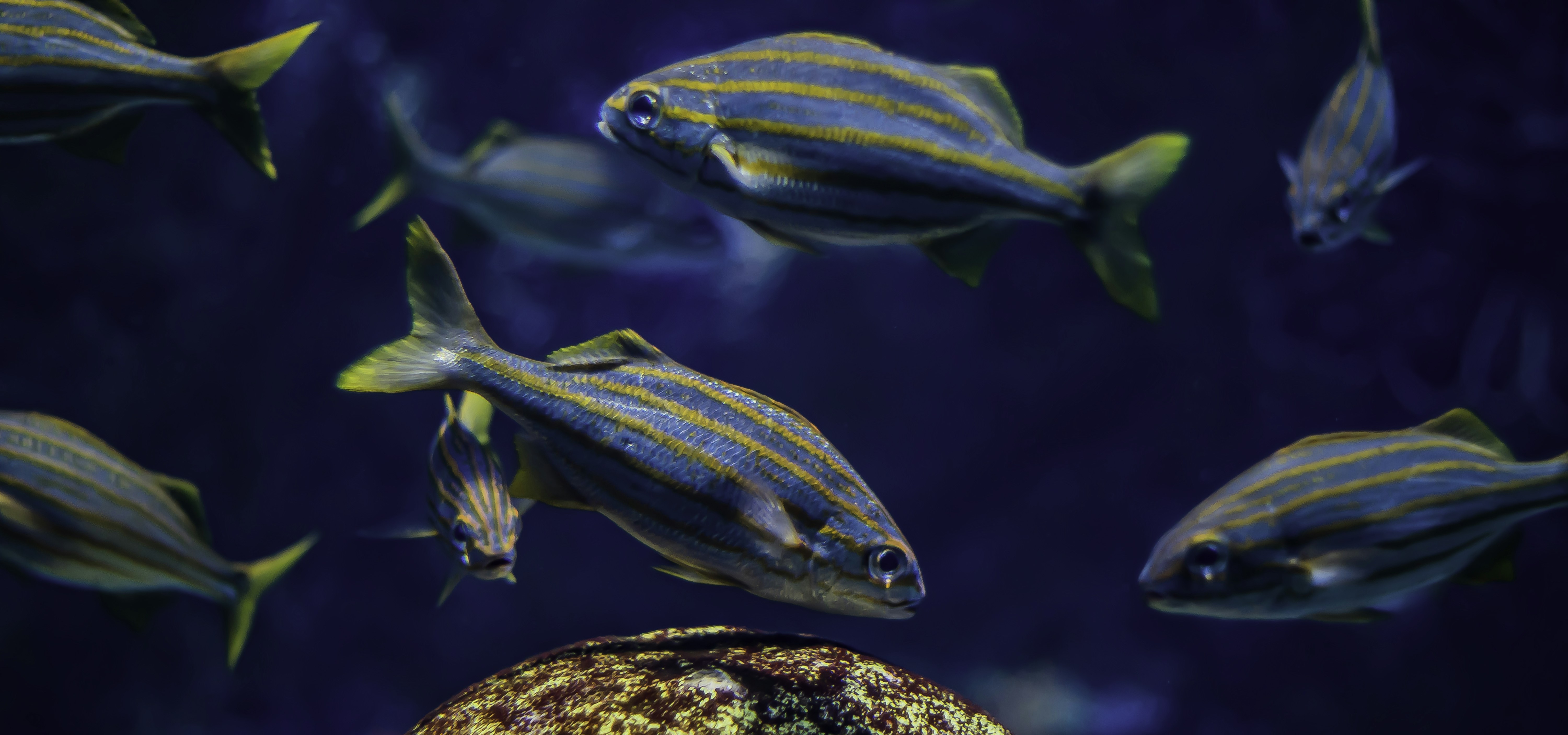 Part 1: Forward and Reverse Geocoding using FourSquare's TwoFishes