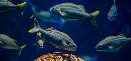 school of blue fish in New England Aquarium United States