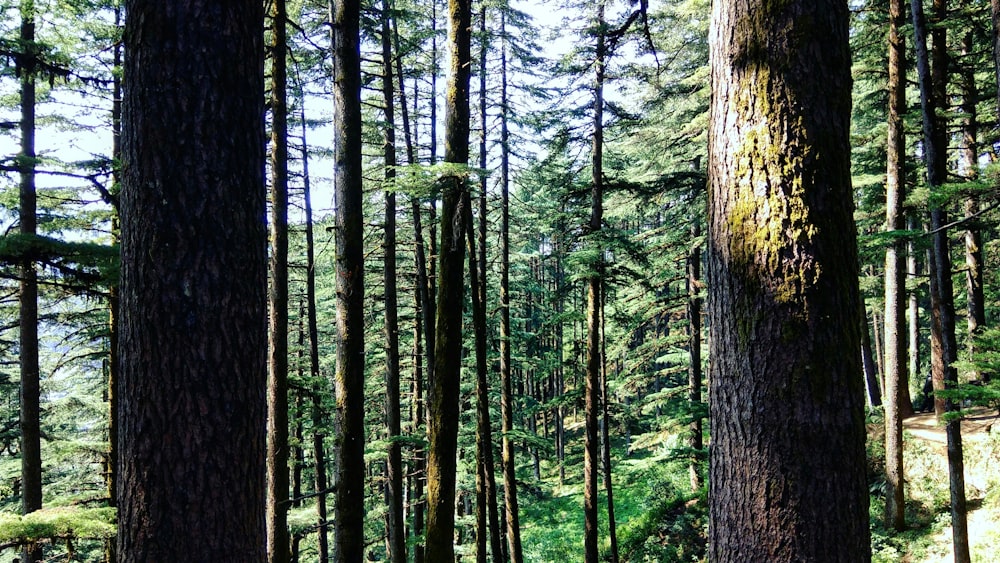 brown tree trunks