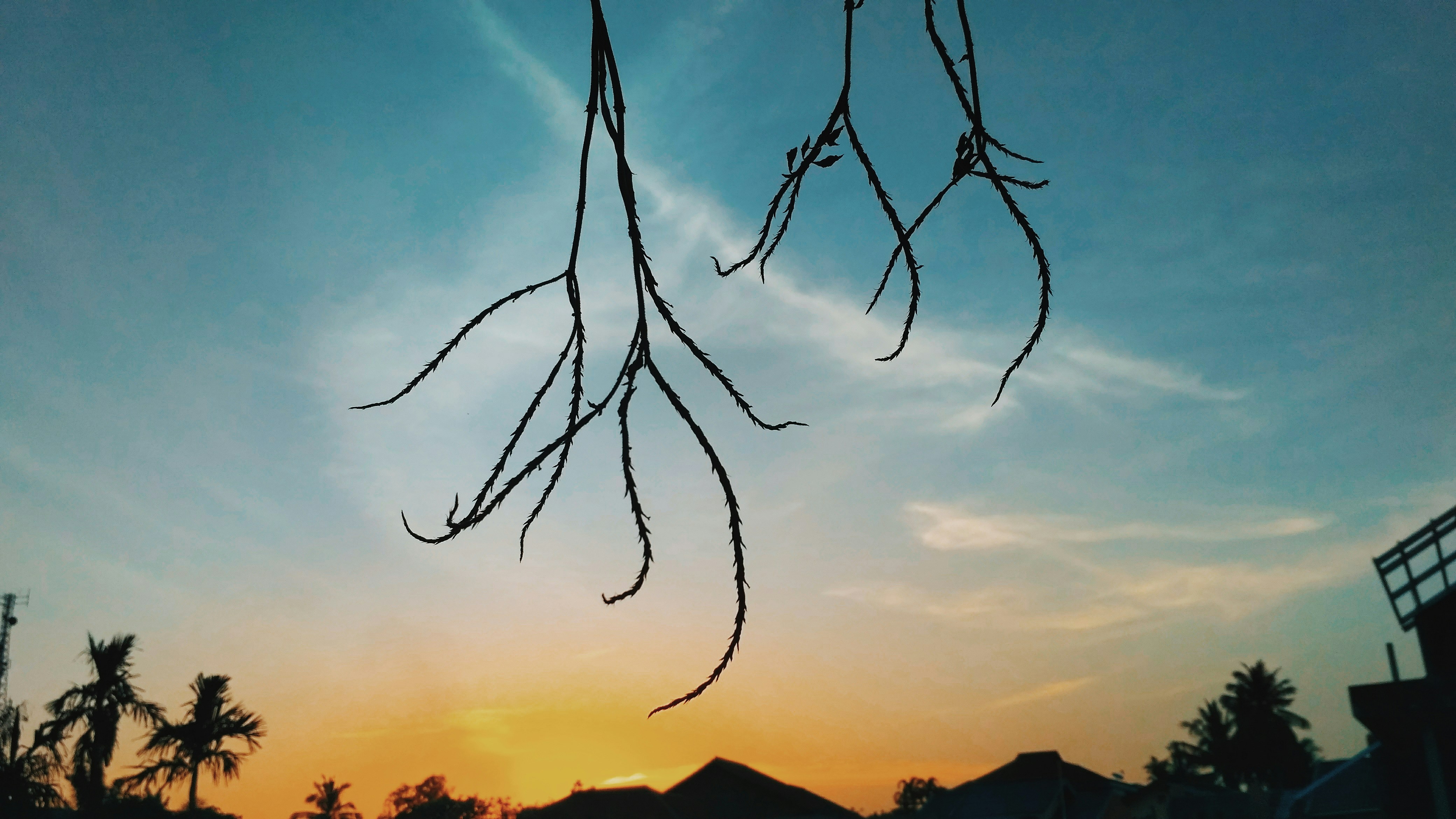 silhouette photo of tree branch under cloudy sky during golden hour