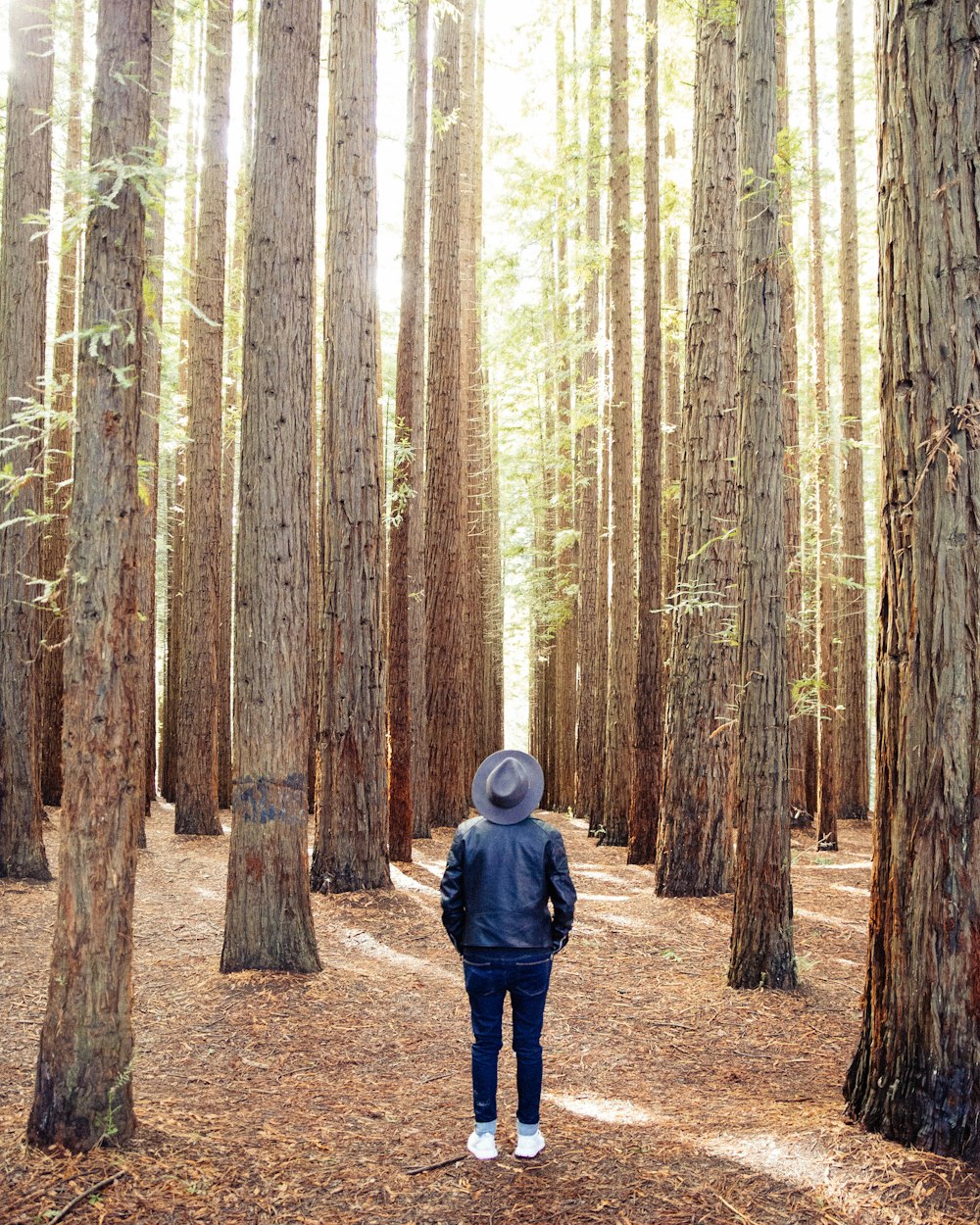 pessoa em pé sob árvores marrons