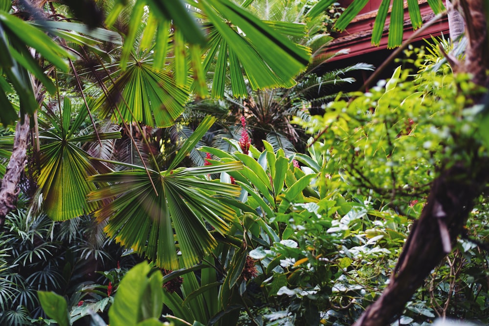 forest photo during daytime