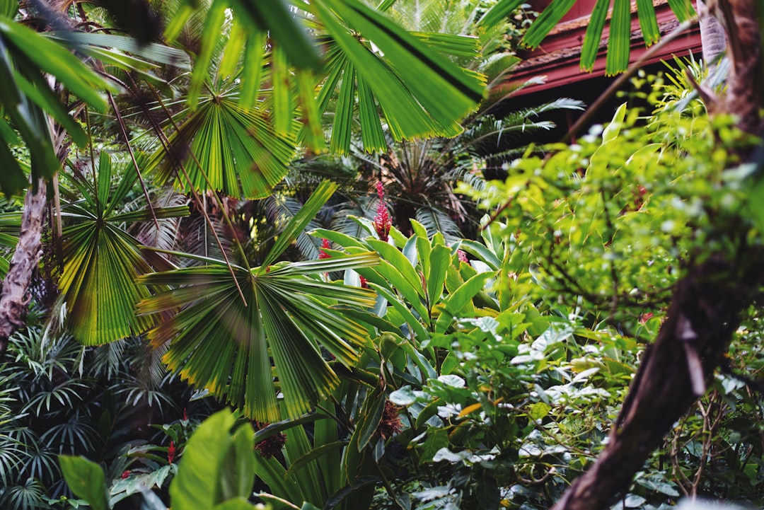 Jungle photo spot Jim Thompson House Nakhon Nayok