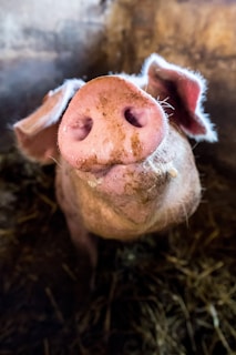 A farmer carefully inspecting a group of adult pigs in an open barn