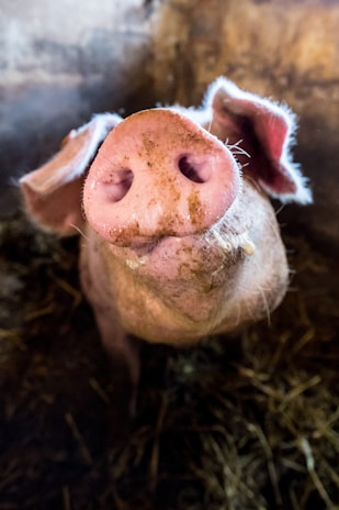 Close-up of a farmer inspecting pigs in a biosecure, well-maintained facility.