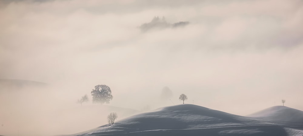 arbre au sommet d’une montagne recouvert de brouillard