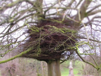 A large tree with a dense and complex network of intertwined branches forming a nest-like structure. The branches have a mix of vibrant green and darker brown hues. In the background, there is a blurred statue set amidst a natural landscape.