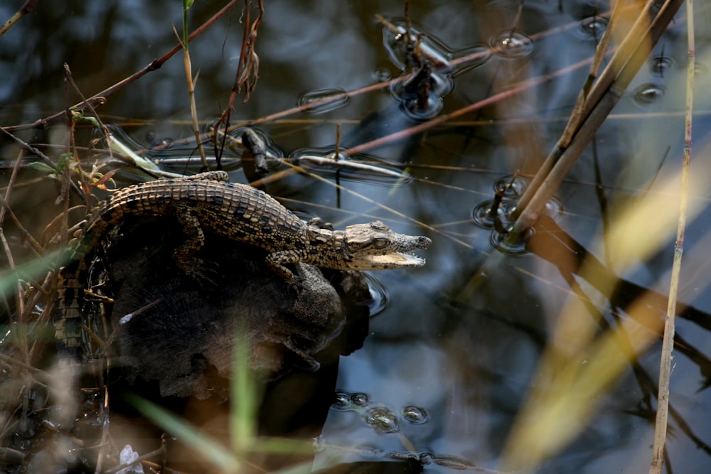 alligator on rock beside water