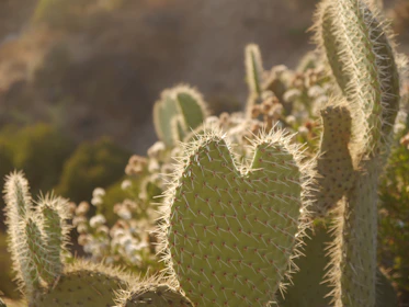 Close-up shot of delicate desert flora native to Nuevo León, bathed in warm morning light.