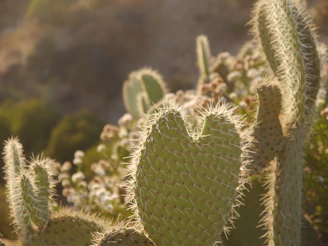 Close-up shot of delicate desert flora native to Nuevo León, bathed in warm morning light.