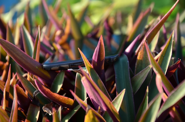 A smartphone is partially hidden among vibrant green and purple leaves of tropical plants, creating a blend of technology and nature. The sunlight highlights the sharp edges of the leaves, casting shadows and adding depth to the scene.