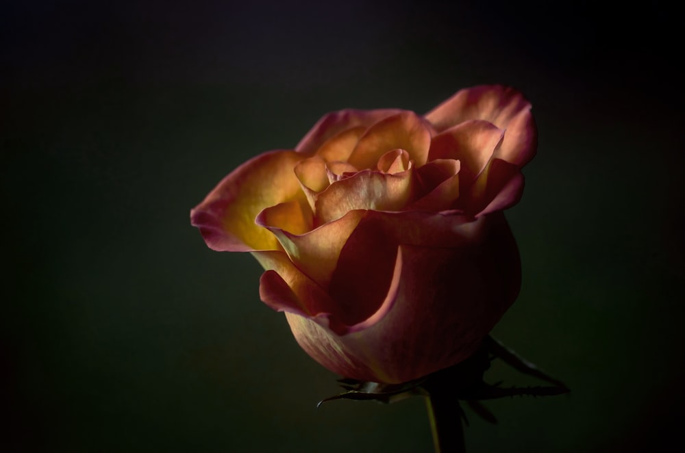 foto de foco raso da flor vermelha