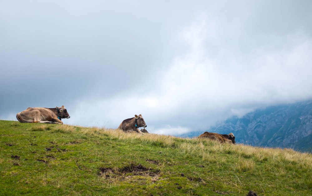 three brown cow on green grass field