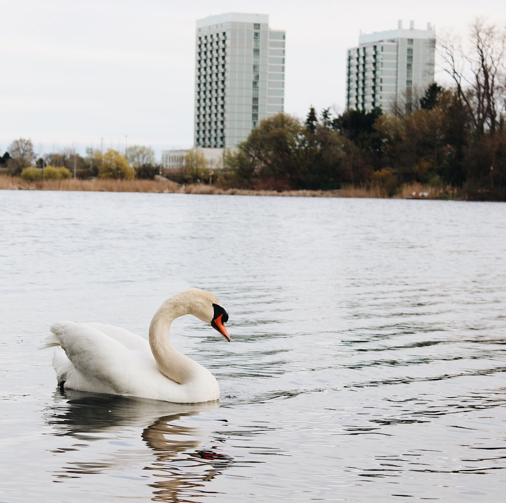 white swan in body of water at daytime