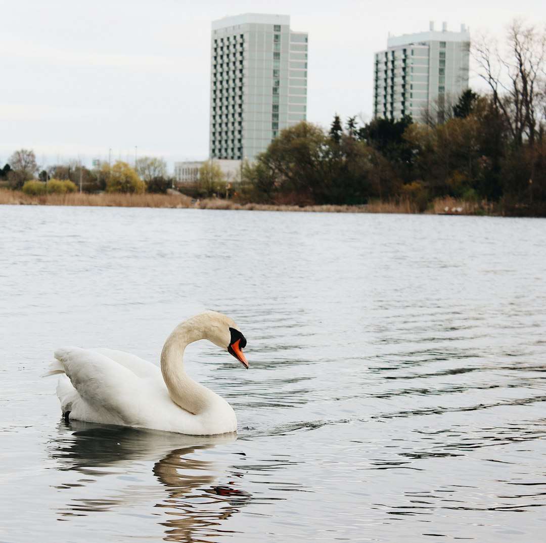 Waterway photo spot High Park Harbord Collegiate Institute