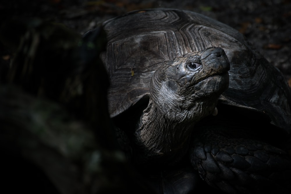 Photographie de tortue