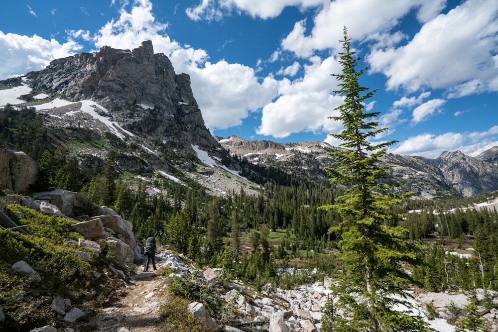 landscape photography of green trees in mountain during daytime